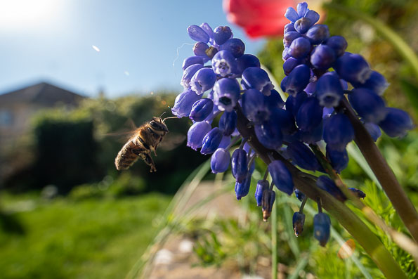 Spring bee in flight